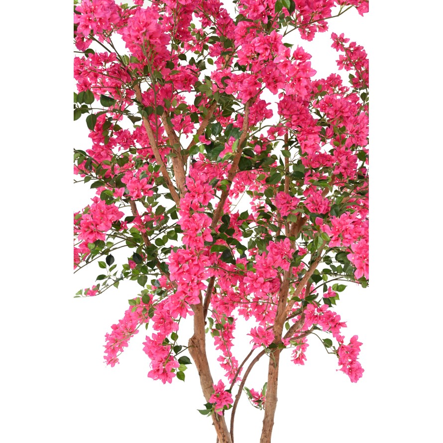 BOUGAINVILLEE FLEURS