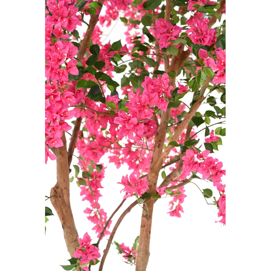 BOUGAINVILLEE FLEURS