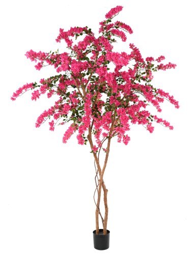 BOUGAINVILLEA FLOWERS