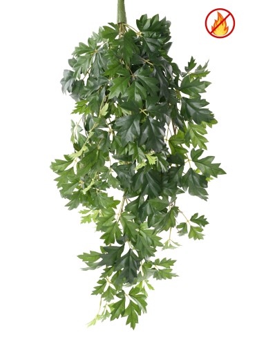 CISSUS HÄNGENKUNSTPFLANZE...