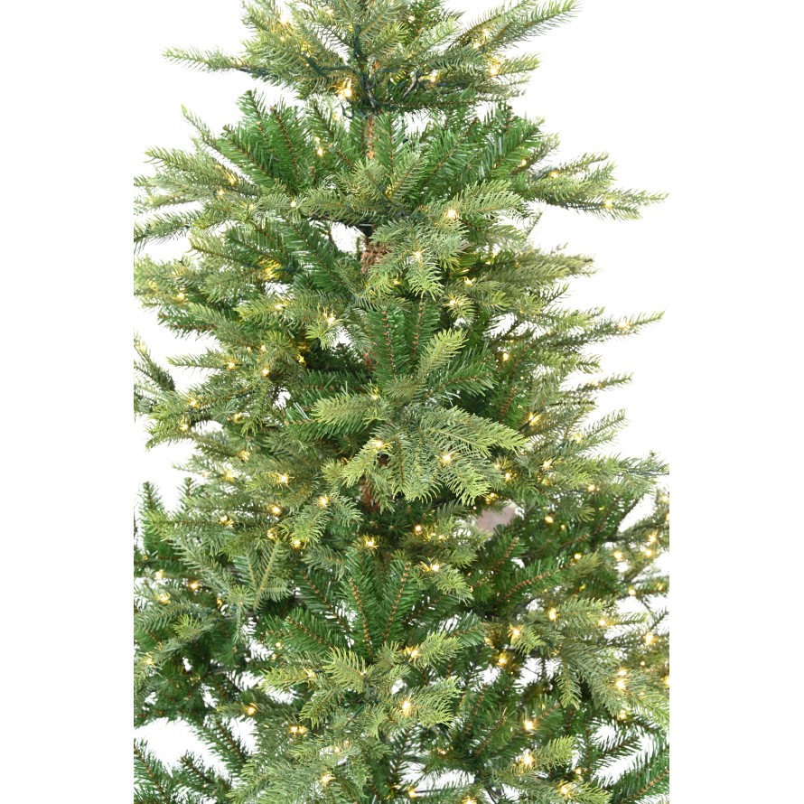 FIR GRANDIS PRE-ILLUMINATED