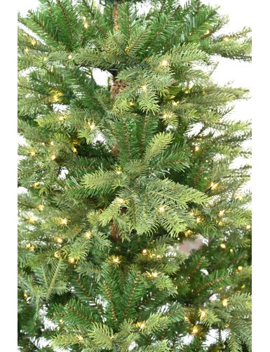 SAPIN GRANDIS PRE-ILLUMINE