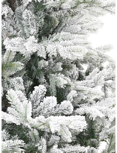 FIR GRANDIS SNOW-COVERED
