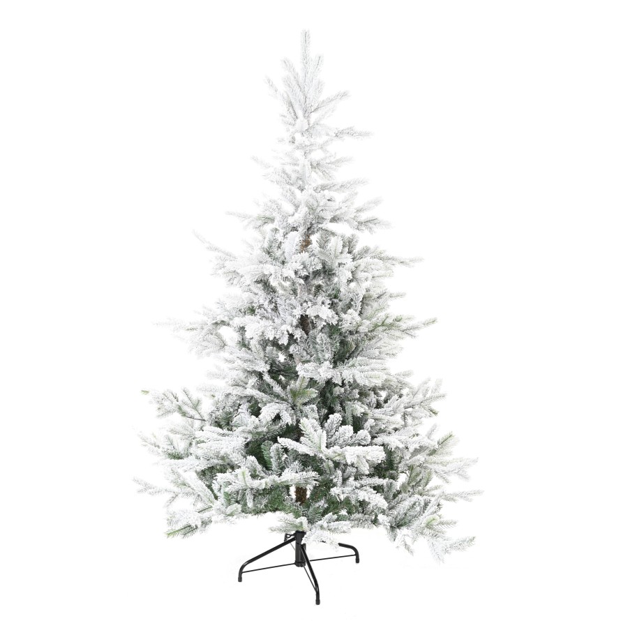 SAPIN GRANDIS ENNEIGE