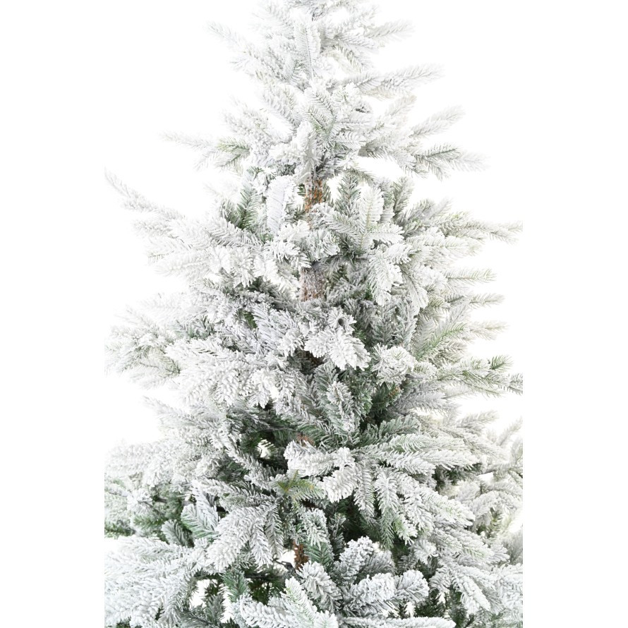 TANNE (Weihnachtsbaum) GRANDIS SCHNEEBEDECKT