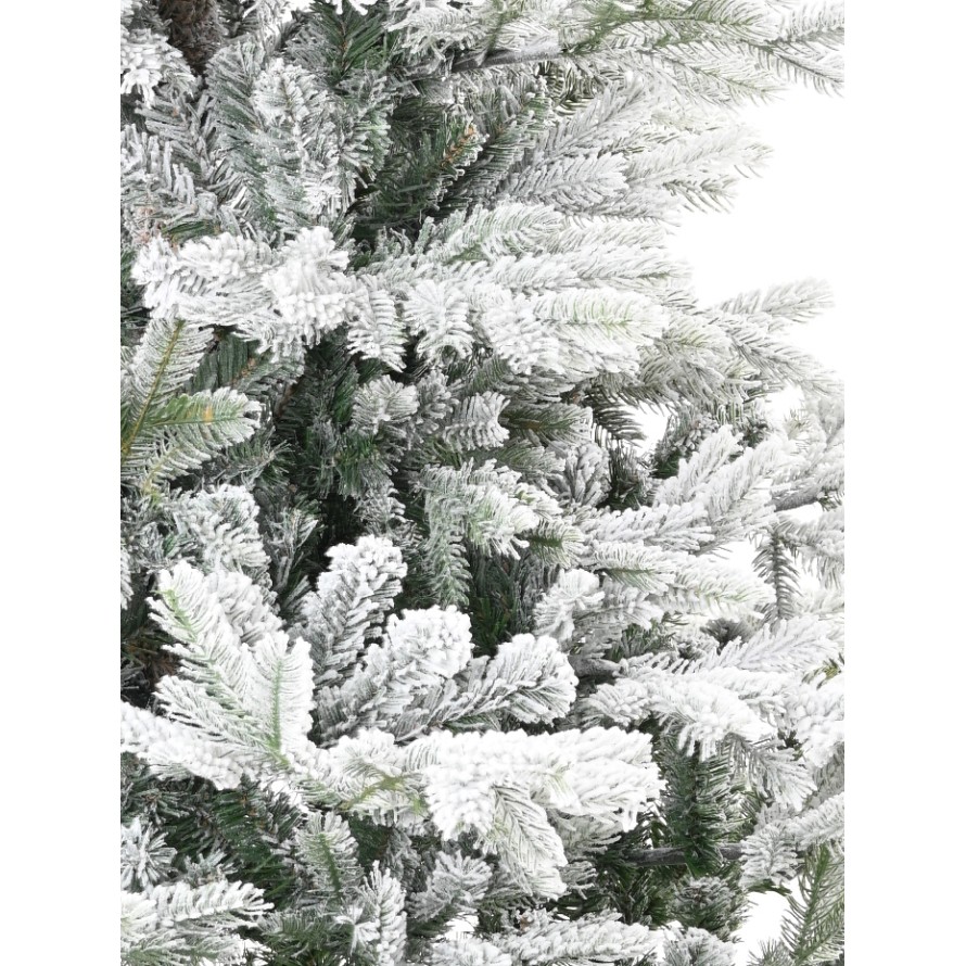 TANNE (Weihnachtsbaum) GRANDIS SCHNEEBEDECKT