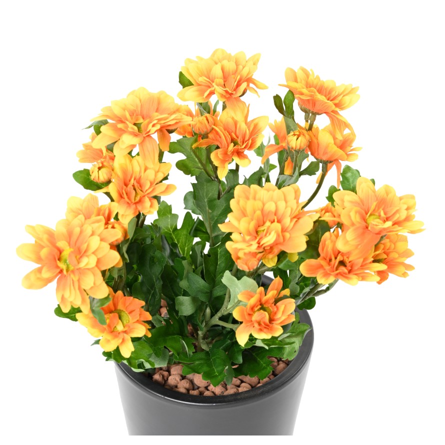 CHRYSANTHEMUM MINI