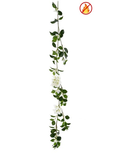 BUGANVILLA GUIRNALDA FR -...