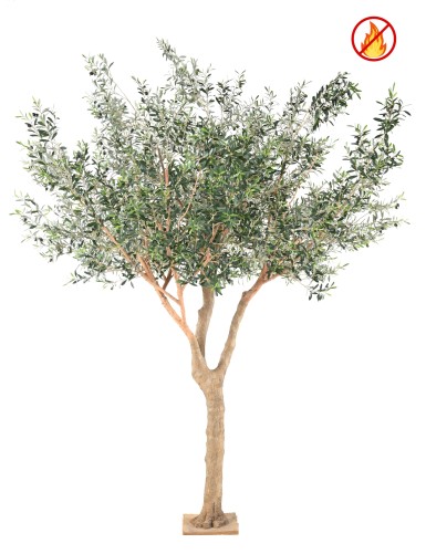 OLIVO ÁRBOL L FR -...