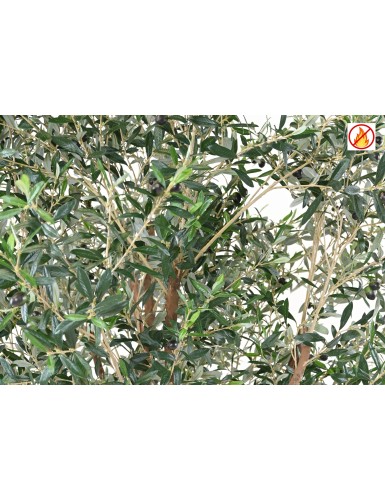 OLIVIER ARBRE M FR - Fire Resistant