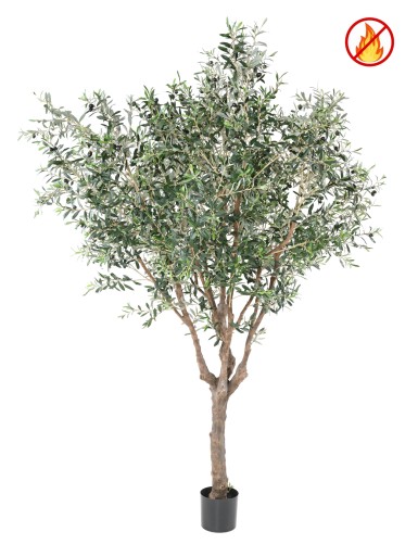 OLIVO ÁRBOL M FR -...