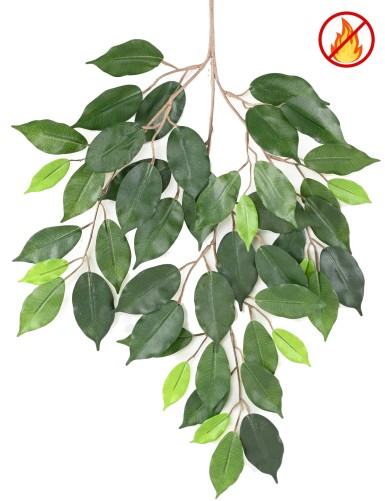 FICUS FAT RAMA *48 FR -...