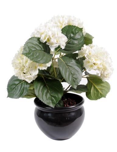 HORTENSIA PLANTA 5T