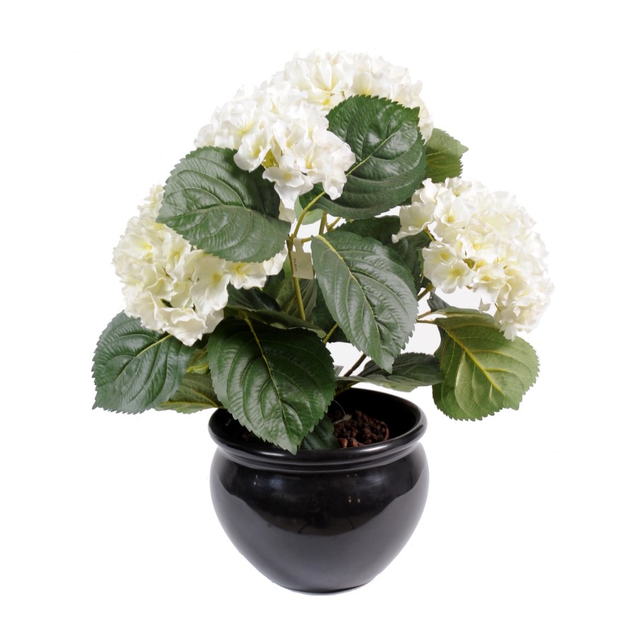 HORTENSIA PLANTA 5T