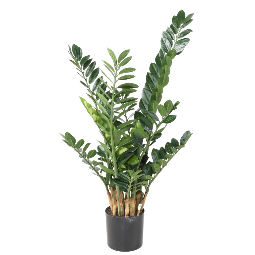 ZAMIA  110