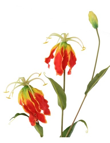 GLORIOSA