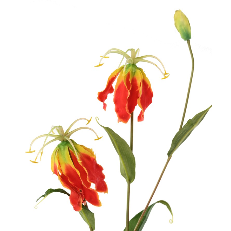 GLORIOSA