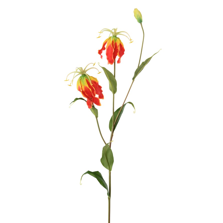 GLORIOSA