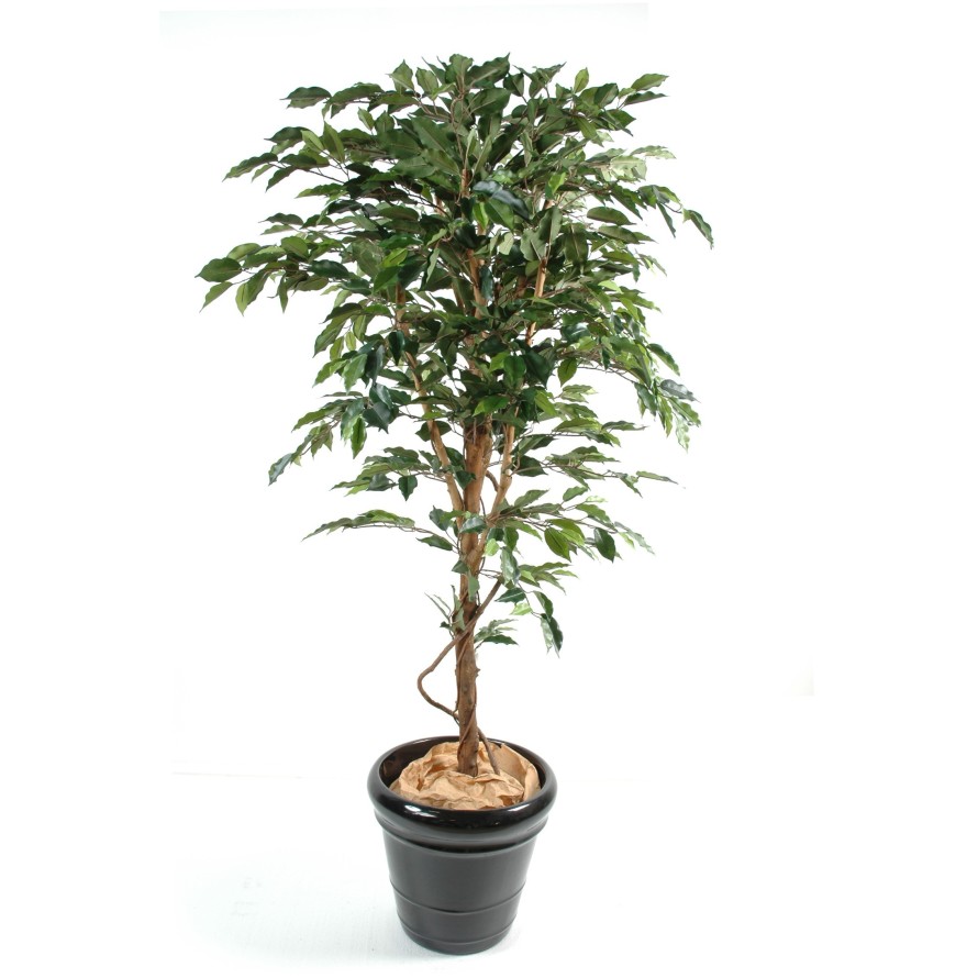 FICUS TRONCO ÚNICO GF