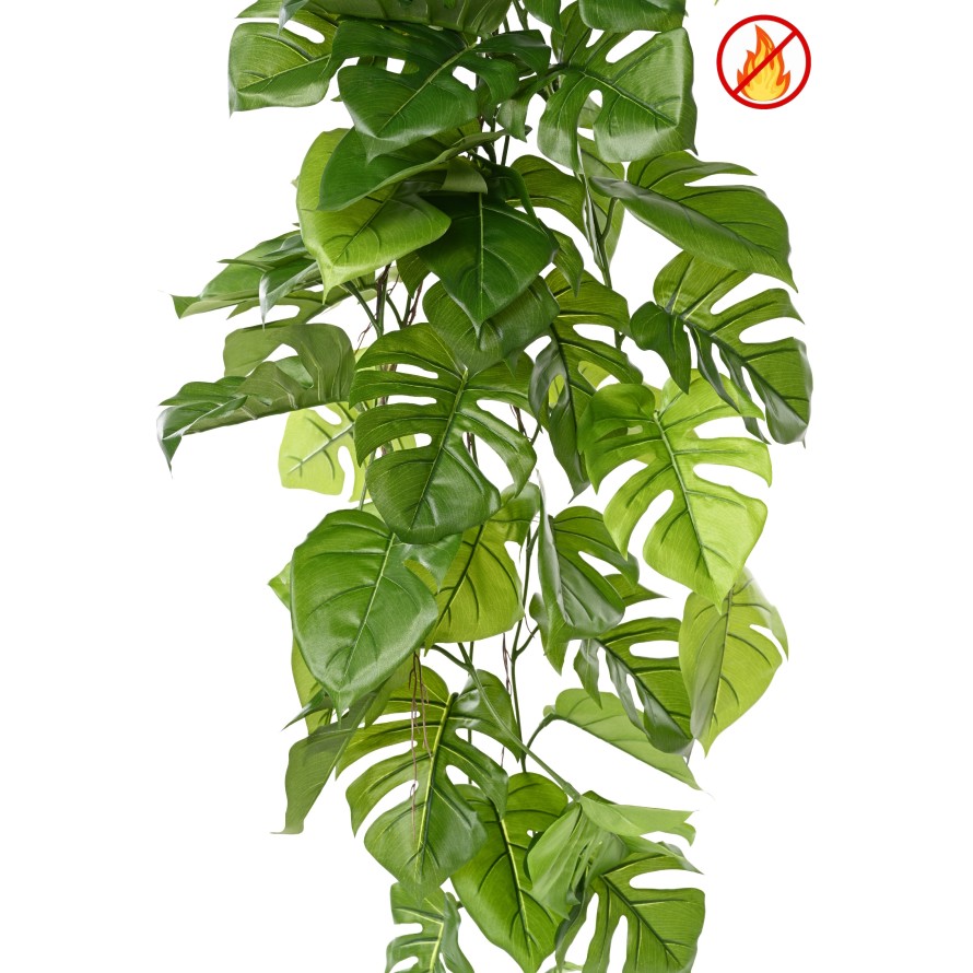 PHILODENDRON MONSTERA COLGANTE 120 FR - resistente al fuego