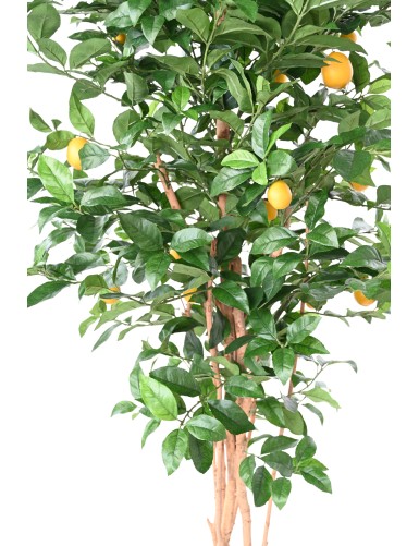 LEMON TREE NEW