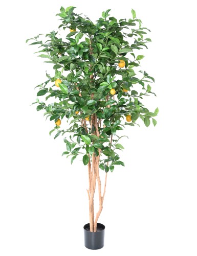 LEMON TREE NEW
