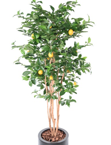 LEMON TREE NEW
