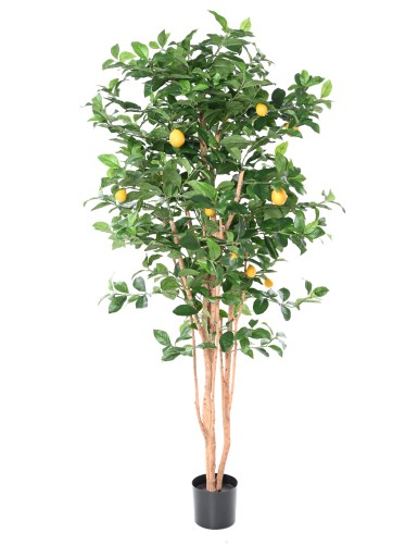 LEMON TREE NEW