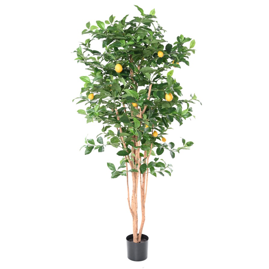 LEMON TREE NEW