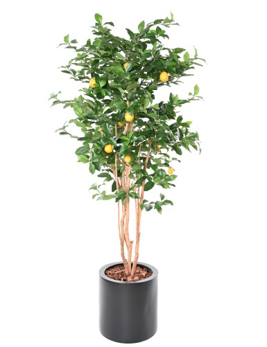 LIMONERO NEW EN CILINDRO FIBER