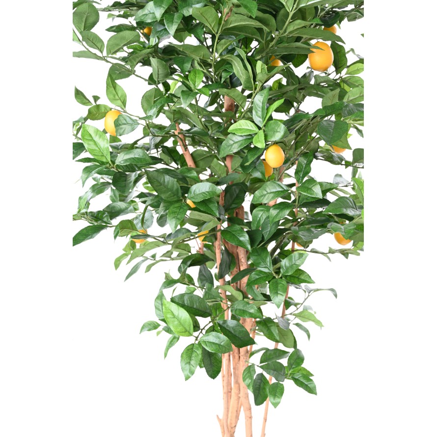 LIMONERO NEW EN CILINDRO FIBER