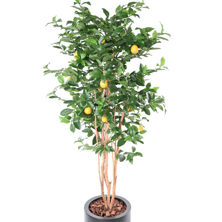 CITRONNIER NEW EN CYLINDRE FIBER