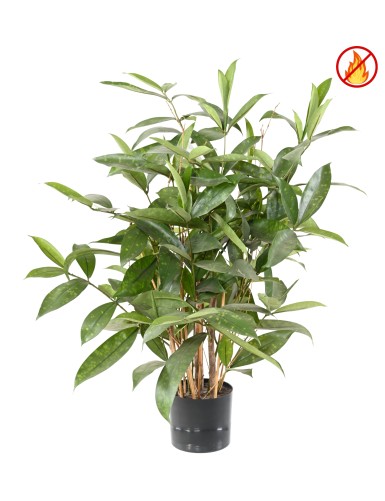 DRACAENA SURCULOSA EN...