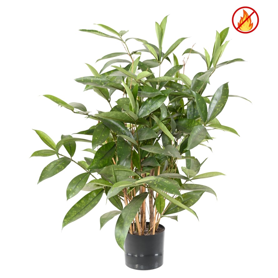DRACAENA SURCULOSA POT 60 FR - Fire Resistant