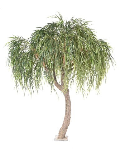 WEIDE WILLOW TREE