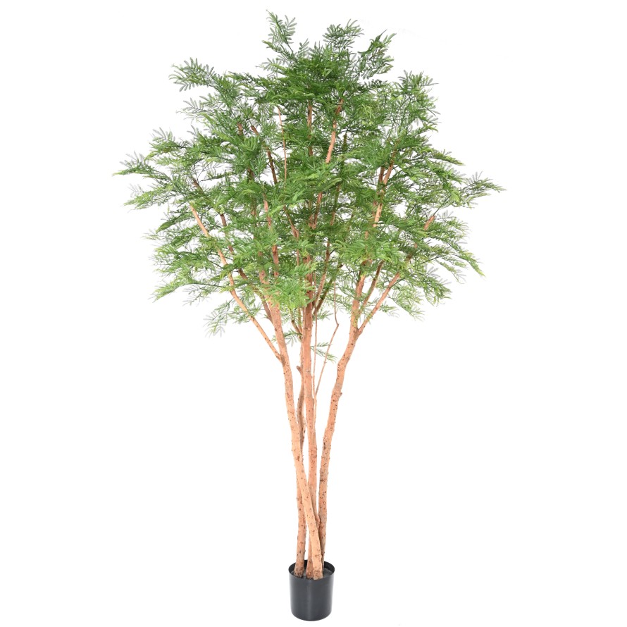 TAMARIN TREE 340 (mimosa)
