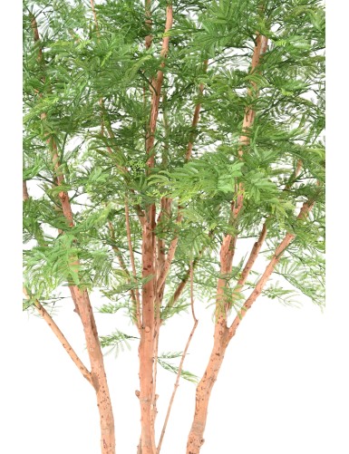 TAMARINDO ÁRBOL 340 (mimosa)