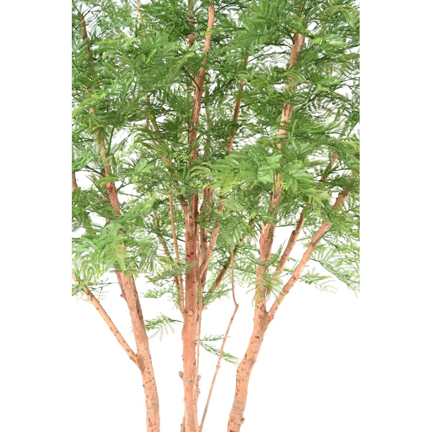 TAMARIN TREE 340 (mimosa)