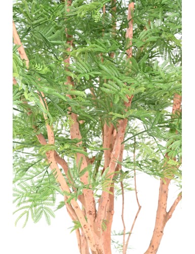 TAMARIND TREE 340 (mimosa)