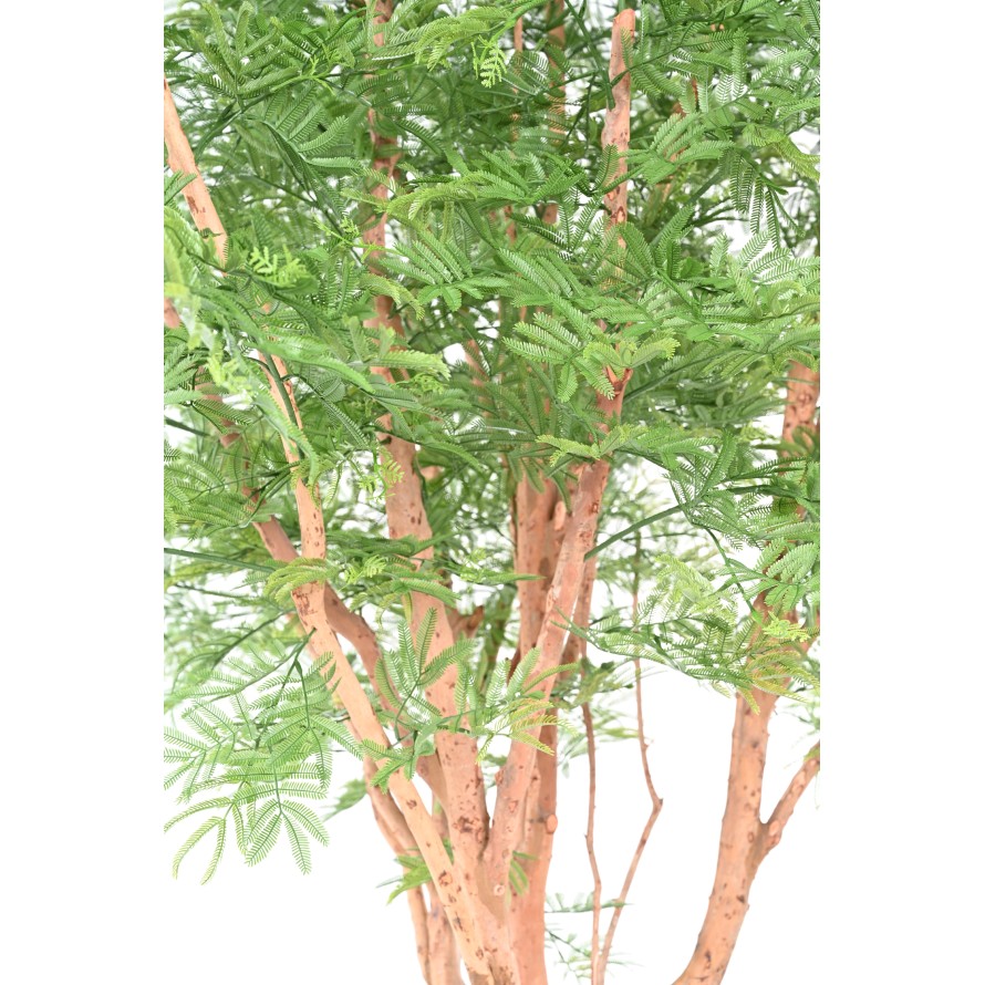 TAMARIN TREE 340 (mimosa)