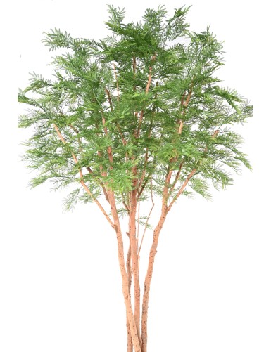 TAMARINDENBAUM 340 (Mimose)