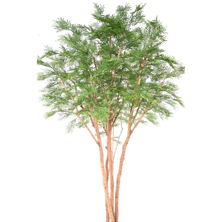 TAMARINDO ÁRBOL 340 (mimosa)