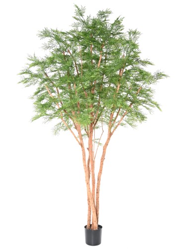 TAMARINDENBAUM 340 (Mimose)