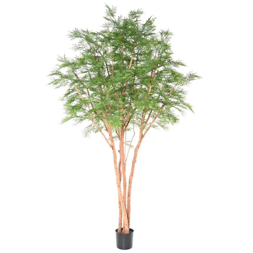 TAMARINDENBAUM 340 (Mimose)