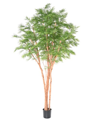 TAMARINDO ÁRBOL 340 (mimosa)
