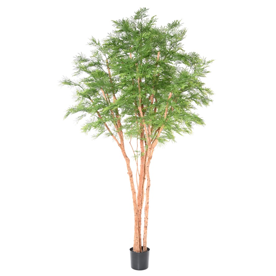 TAMARIN TREE 340 (mimosa)