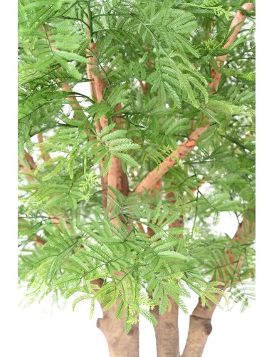 TAMARIND 295 (mimosa)