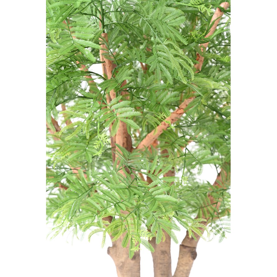 TAMARIN 295 (mimosa)