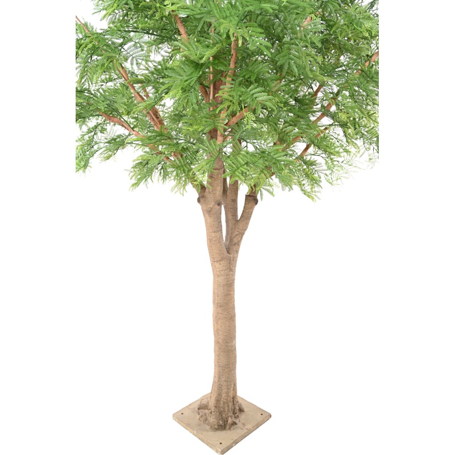 TAMARIND 295 (mimosa)