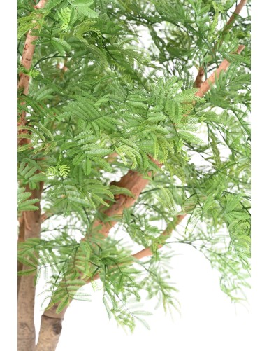 TAMARIND 295 (mimosa)